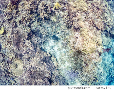 一隻綠海龜頭上長著一隻海蛞蝓。還有潛水員。美麗的珊瑚礁和成群的熱帶魚。沖繩縣島尻郡 130987189