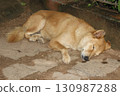 A picture of sleeping dog 130987288