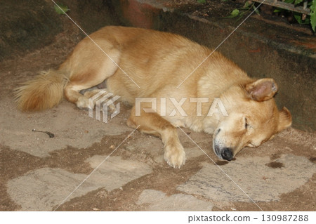 A picture of sleeping dog 130987288