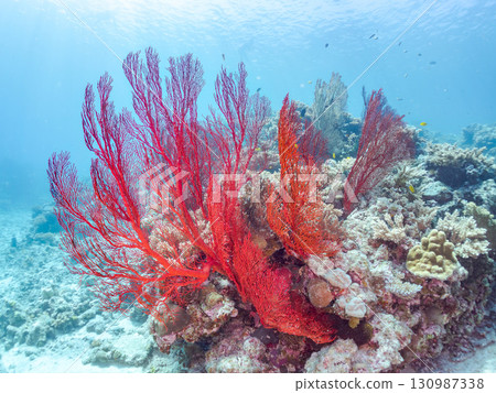 Gorgeous red sea anemones and other beautiful coral reefs and schools of tropical fish. Zamami Island and Kabi Island, Kerama Islands, Shimajiri District, Okinawa Prefecture 130987338