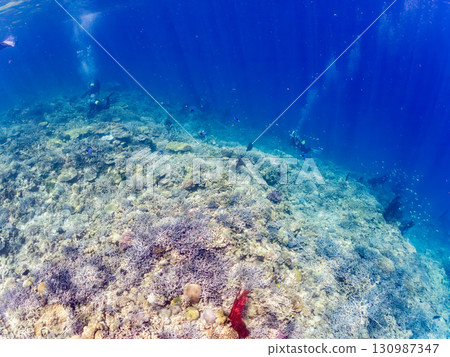一群藍刺尾魚、一群美麗的紅海葵，以及美麗的珊瑚礁和成群的熱帶魚。沖繩縣島尻郡慶良間小呂 130987347