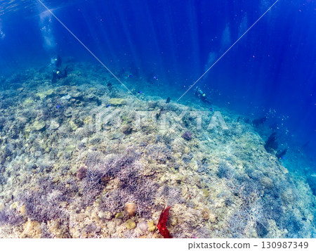 A school of blue tangs and a gorgeous cluster of red sea anemones, as well as beautiful coral reefs and schools of tropical fish. Kerama Shoro, Shimajiri District, Okinawa Prefecture 130987349