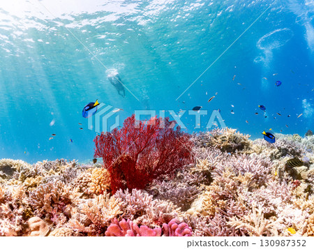 一群藍刺尾魚、一群美麗的紅海葵，以及美麗的珊瑚礁和成群的熱帶魚。沖繩縣島尻郡慶良間小呂 130987352