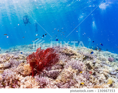 A school of blue tangs and a gorgeous cluster of red sea anemones, as well as beautiful coral reefs and schools of tropical fish. Kerama Shoro, Shimajiri District, Okinawa Prefecture A school of blue tangs and a gorgeous cluster of red sea anemones, as well as beautiful coral reefs and schools of tropical fish. Kerama Shoro, Shimajiri District, Okinawa Prefecture 130987353