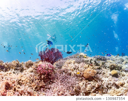 A school of blue tangs and a gorgeous cluster of red sea anemones, as well as beautiful coral reefs and schools of tropical fish. Kerama Shoro, Shimajiri District, Okinawa Prefecture A school of blue tangs and a gorgeous cluster of red sea anemones, as well as beautiful coral reefs and schools of tropical fish. Kerama Shoro, Shimajiri District, Okinawa Prefecture 130987354