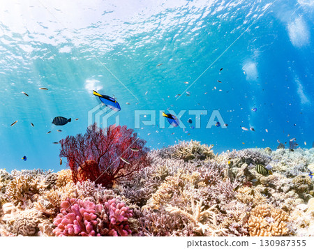 A school of blue tangs and a gorgeous cluster of red sea anemones, as well as beautiful coral reefs and schools of tropical fish. Kerama Shoro, Shimajiri District, Okinawa Prefecture 130987355