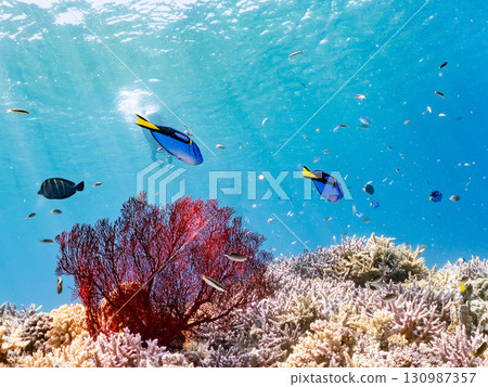 A school of blue tangs and a gorgeous cluster of red sea anemones, as well as beautiful coral reefs and schools of tropical fish. Kerama Shoro, Shimajiri District, Okinawa Prefecture 130987357