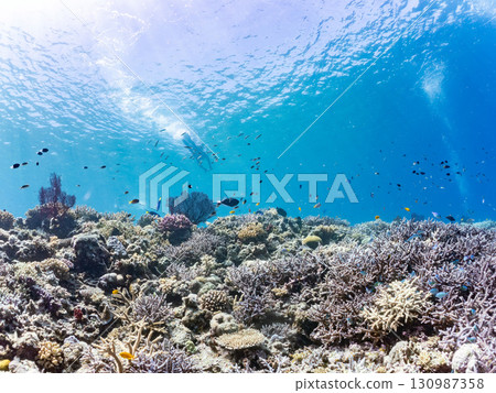 A school of blue tangs and a gorgeous cluster of red sea anemones, as well as beautiful coral reefs and schools of tropical fish. Kerama Shoro, Shimajiri District, Okinawa Prefecture A school of blue tangs and a gorgeous cluster of red sea anemones, as well as beautiful coral reefs and schools of tropical fish. Kerama Shoro, Shimajiri District, Okinawa Prefecture 130987358