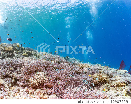 A school of blue tangs and a gorgeous cluster of red sea anemones, as well as beautiful coral reefs and schools of tropical fish. Kerama Shoro, Shimajiri District, Okinawa Prefecture 130987359