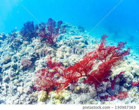 Gorgeous red sea anemones and other beautiful coral reefs and schools of tropical fish. Zamami Island and Kabi Island, Kerama Islands, Shimajiri District, Okinawa Prefecture 130987363