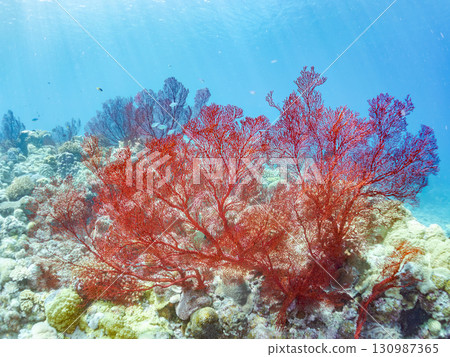 Gorgeous red sea anemones and other beautiful coral reefs and schools of tropical fish. Zamami Island and Kabi Island, Kerama Islands, Shimajiri District, Okinawa Prefecture 130987365