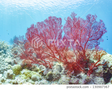 Gorgeous red sea anemones and other beautiful coral reefs and schools of tropical fish. Zamami Island and Kabi Island, Kerama Islands, Shimajiri District, Okinawa Prefecture Gorgeous red sea anemones and other beautiful coral reefs and schools of tropical fish. Zamami Island and Kabi Island, Kerama Islands, Shimajiri District, Okinawa Prefecture 130987367