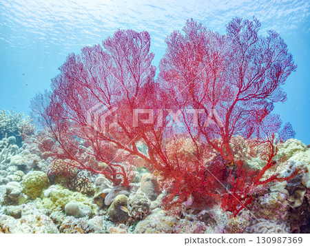 絢麗的紅色海葵、珊瑚礁以及成群的熱帶魚。沖繩縣島尻郡慶良間諸島的座間味島和嘉比島 130987369