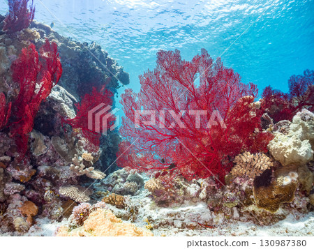 絢麗的紅色海葵、珊瑚礁以及成群的熱帶魚。沖繩縣島尻郡慶良間諸島的座間味島和嘉比島 130987380