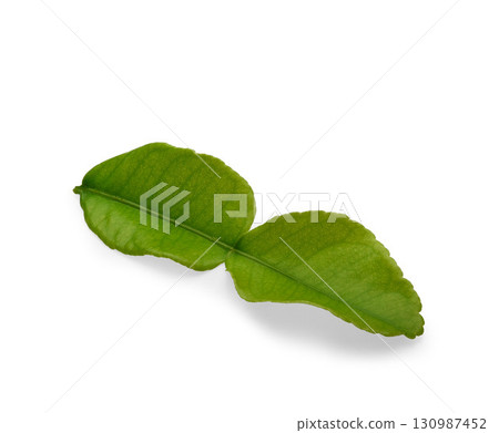 Young green kaffir lime leaves on white background. 130987452