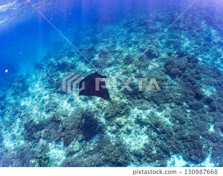 A huge Alfred Manta ray measuring over 4m. Beautiful coral reefs and schools of tropical fish. Kabi, Zamami Island, Kerama Islands, Shimajiri District, Okinawa Prefecture 130987668