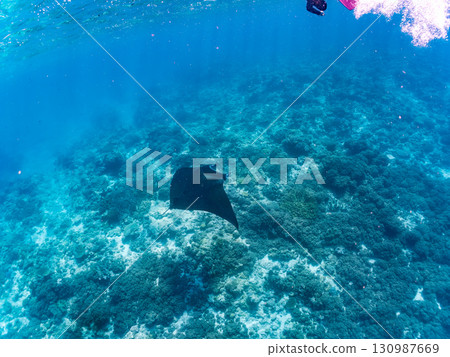 一隻體長超過4公尺的巨型蝠鱝。美麗的珊瑚礁和成群的熱帶魚。沖繩縣島尻郡慶良間諸島座間味島卡比 一隻體長超過4公尺的巨型蝠鱝。美麗的珊瑚礁和成群的熱帶魚。沖繩縣島尻郡慶良間諸島座間味島卡比 130987669