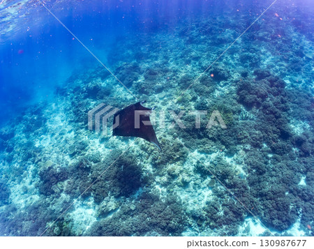 一隻體長超過4公尺的巨型蝠鱝。美麗的珊瑚礁和成群的熱帶魚。沖繩縣島尻郡慶良間諸島座間味島卡比 130987677
