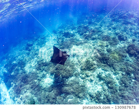 A huge Alfred Manta ray measuring over 4m. Beautiful coral reefs and schools of tropical fish. Kabi, Zamami Island, Kerama Islands, Shimajiri District, Okinawa Prefecture 130987678
