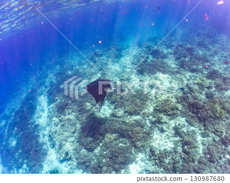 一隻體長超過4公尺的巨型蝠鱝。美麗的珊瑚礁和成群的熱帶魚。沖繩縣島尻郡慶良間諸島座間味島卡比 一隻體長超過4公尺的巨型蝠鱝。美麗的珊瑚礁和成群的熱帶魚。沖繩縣島尻郡慶良間諸島座間味島卡比 130987680