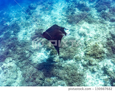 一隻體長超過4公尺的巨型蝠鱝。美麗的珊瑚礁和成群的熱帶魚。沖繩縣島尻郡慶良間諸島座間味島卡比 130987682