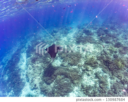 一隻體長超過4公尺的巨型蝠鱝。美麗的珊瑚礁和成群的熱帶魚。沖繩縣島尻郡慶良間諸島座間味島卡比 130987684