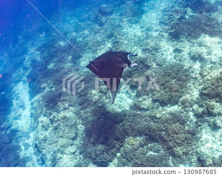 一隻體長超過4公尺的巨型蝠鱝。美麗的珊瑚礁和成群的熱帶魚。沖繩縣島尻郡慶良間諸島座間味島卡比 130987685