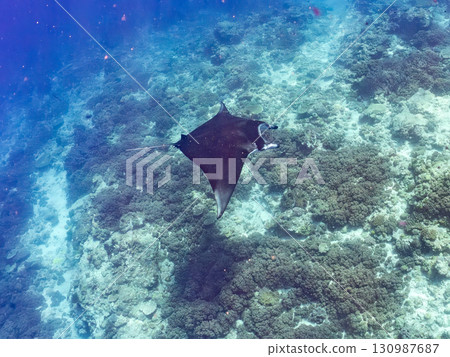 一隻體長超過4公尺的巨型蝠鱝。美麗的珊瑚礁和成群的熱帶魚。沖繩縣島尻郡慶良間諸島座間味島卡比 130987687