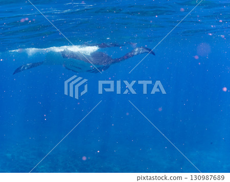 一隻體長超過4公尺的巨型蝠鱝。美麗的珊瑚礁和成群的熱帶魚。沖繩縣島尻郡慶良間諸島座間味島卡比 130987689