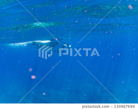 一隻體長超過4公尺的巨型蝠鱝。美麗的珊瑚礁和成群的熱帶魚。沖繩縣島尻郡慶良間諸島座間味島卡比 130987699