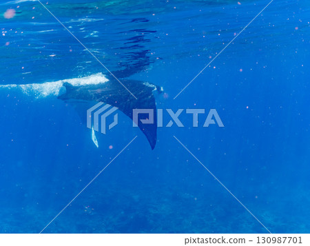 一隻體長超過4公尺的巨型蝠鱝。美麗的珊瑚礁和成群的熱帶魚。沖繩縣島尻郡慶良間諸島座間味島卡比 130987701