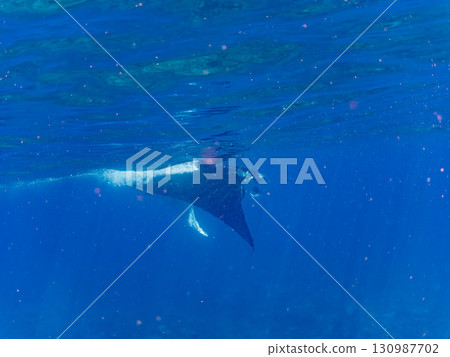 A huge Alfred Manta ray measuring over 4m. Beautiful coral reefs and schools of tropical fish. Kabi, Zamami Island, Kerama Islands, Shimajiri District, Okinawa Prefecture 130987702