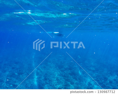 一隻體長超過4公尺的巨型蝠鱝。美麗的珊瑚礁和成群的熱帶魚。沖繩縣島尻郡慶良間諸島座間味島卡比 130987712