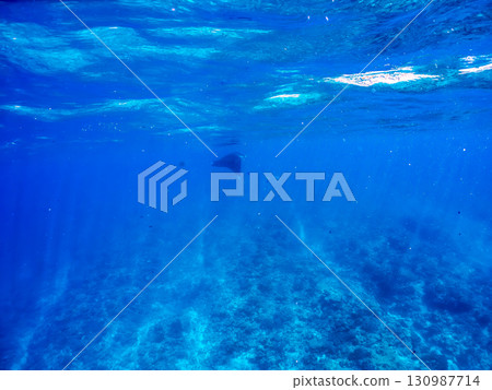 一隻體長超過4公尺的巨型蝠鱝。美麗的珊瑚礁和成群的熱帶魚。沖繩縣島尻郡慶良間諸島座間味島卡比 130987714