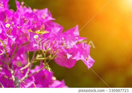 Bougainvillea glabram flower, paperflower. Beautiful magenta bougainvillea tree on sunny spring day 130987721