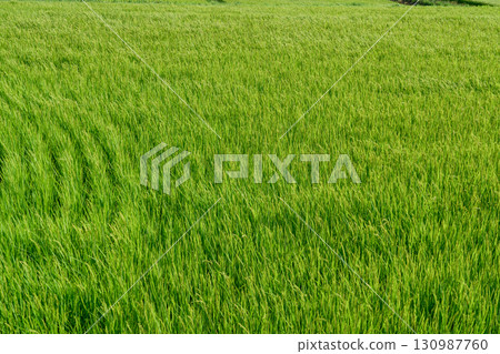 Countryside, rice fields, farmland image Countryside, rice fields, farmland image 130987760