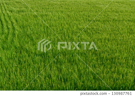 鄉村、稻田、農田圖像 130987761