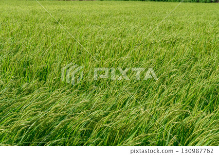 鄉村、稻田、農田圖像 130987762
