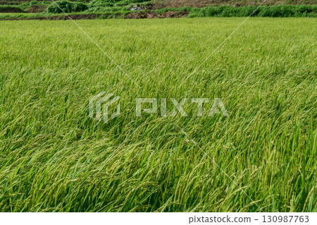鄉村、稻田、農田圖像 130987763