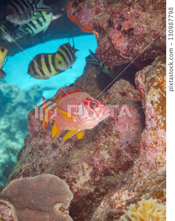 美麗的珊瑚礁和成群的熱帶魚，包括水下洞穴中一隻美麗的松鼠魚（劍齒虎科）。沖繩縣島尻郡慶良間小呂。 130987798