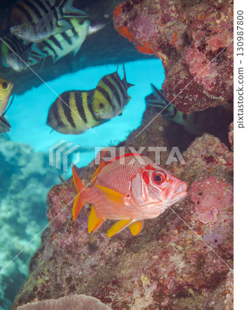 Beautiful coral reefs and schools of tropical fish, including a beautiful squirrelfish (family Scyphodon) in an underwater cave. Kerama Shoro, Shimajiri District, Okinawa Prefecture. 130987800