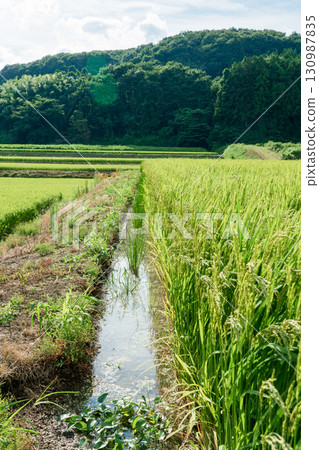 Rice field waterway Rice field waterway 130987835