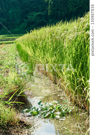 稻田水道 130987838