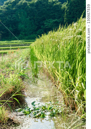 Rice field waterway Rice field waterway 130987839