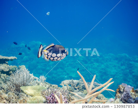 Strange triggerfish (Family: Polytrichum tschonoskii) and others. Beautiful coral reefs and schools of tropical fish. Kerama Shoro, Shimajiri District, Okinawa Prefecture. Strange triggerfish (Family: Polytrichum tschonoskii) and others. Beautiful coral reefs and schools of tropical fish. Kerama Shoro, Shimajiri District, Okinawa Prefecture. 130987853