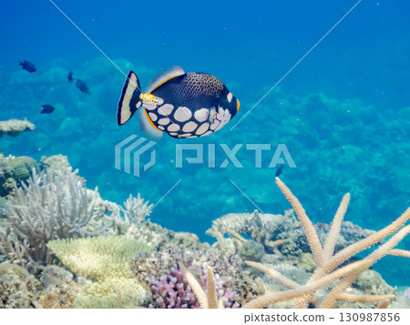Strange triggerfish (Family: Polytrichum tschonoskii) and others. Beautiful coral reefs and schools of tropical fish. Kerama Shoro, Shimajiri District, Okinawa Prefecture. 130987856
