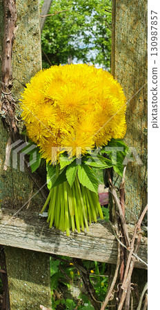 Bouquet of yellow dandelion flowers leaning on old wooden fence outdoors. Rustic wild blossoms embody countryside charm and freshness, perfect for eco-friendly projects, seasonal decoration, and art. 130987857