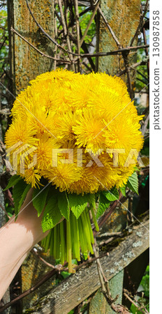 Hand holding a bouquet of bright yellow dandelions freshly picked from meadow. Wild blossoms gathered together symbolize spring energy, perfect for eco projects, floral decoration, and design. 130987858