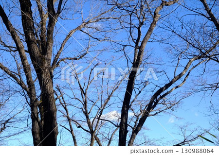 Winter trees shining against the blue sky [Tsukui, Sagamihara City, February] 130988064