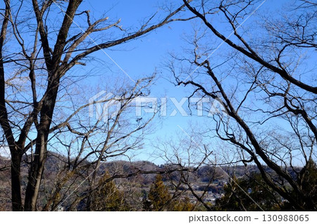 A grove of trees under a blue sky [Tsukui, Sagamihara City, February] 130988065